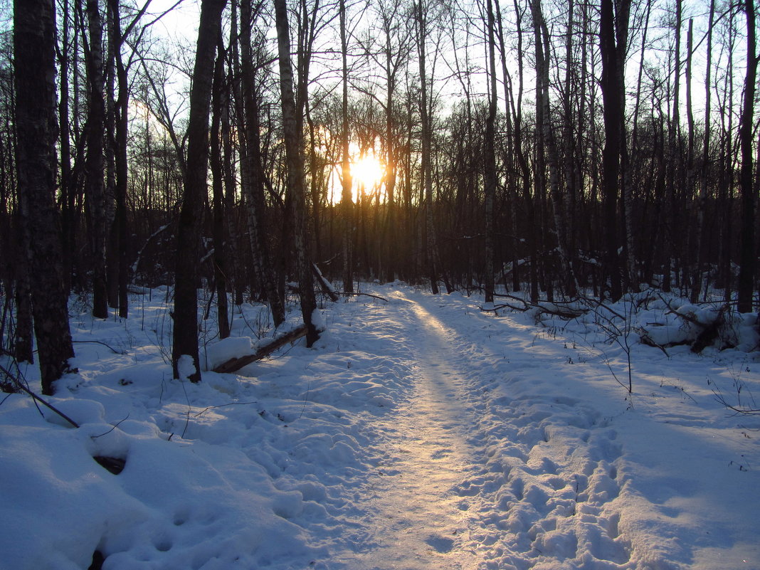 Мороз и солнце; день чудесный … Но уже клонился к закату - Андрей Лукьянов