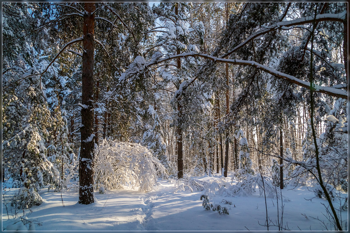 Утро в зимнем лесу 2 - Андрей Дворников
