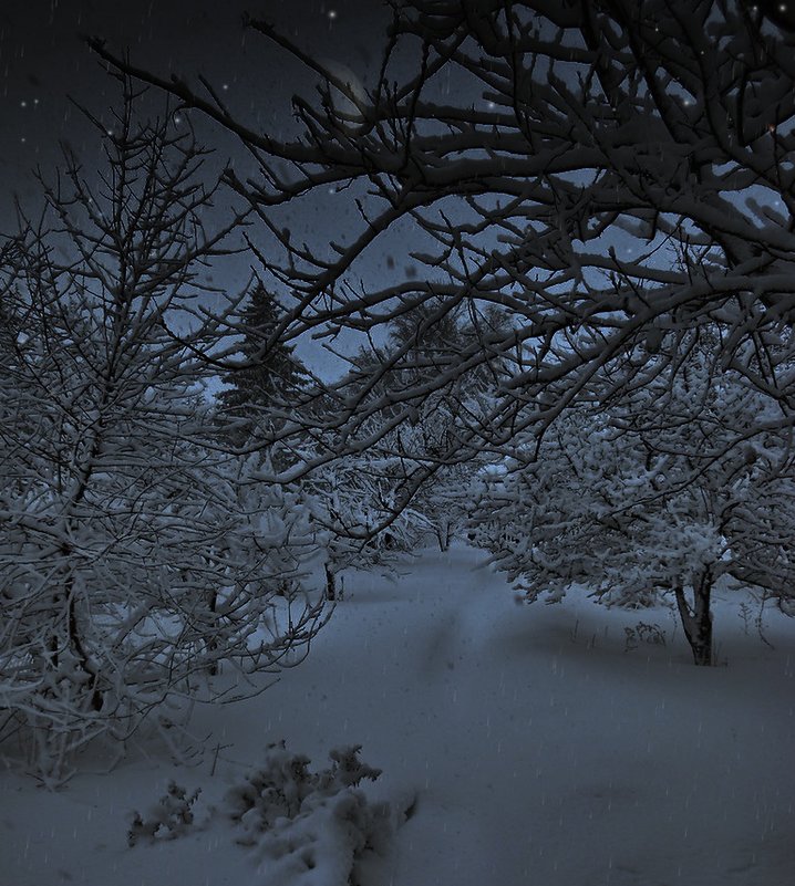 Ночь в заснеженном саду - Boris Kalkasov