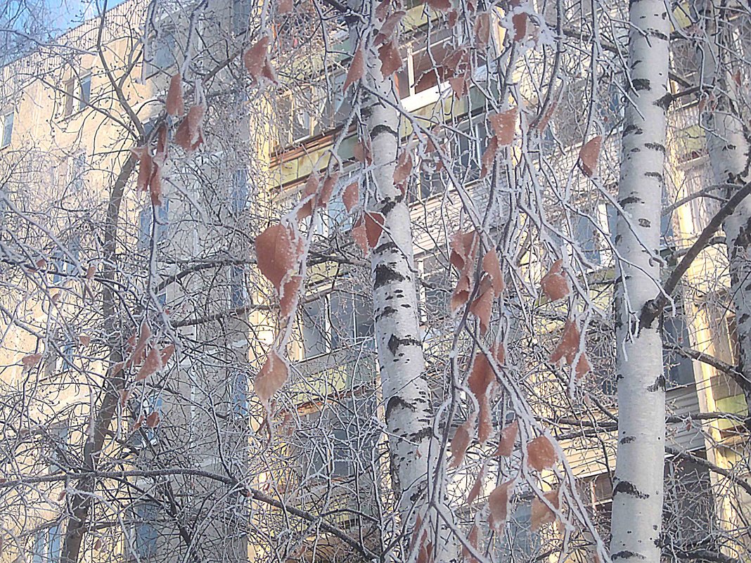 Березки в серебре - Елена Семигина