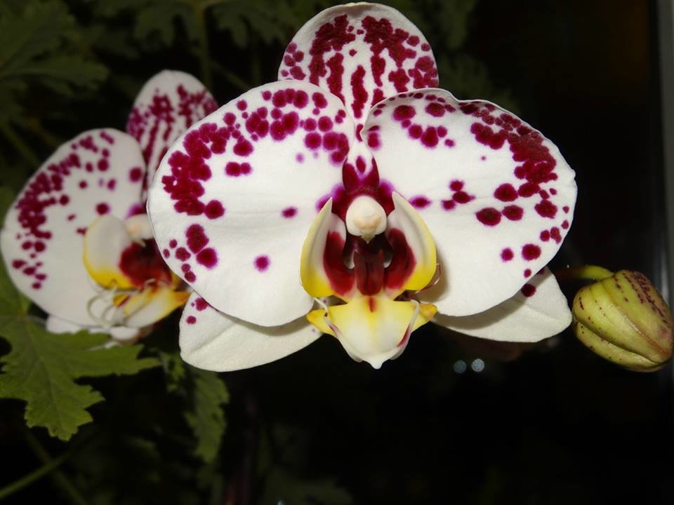 Орхидея " Ева весенний цвет" - Натала ***