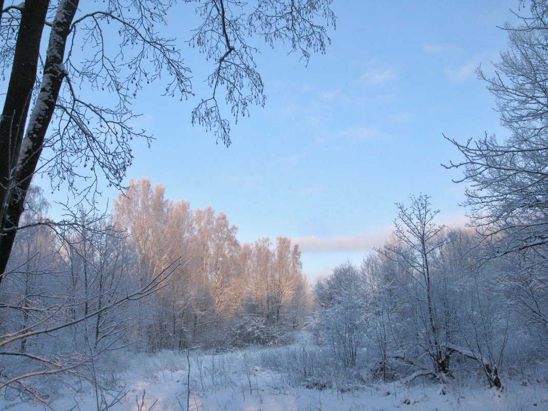 Природа в январе... - ТАТЬЯНА (tatik)