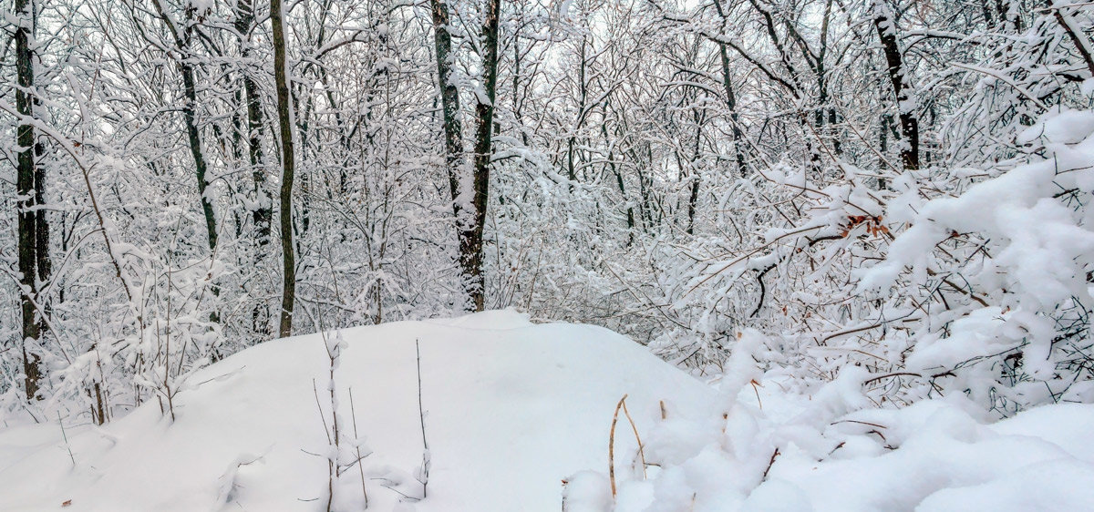 Зима, сугроб, в лесу.. - Юрий Стародубцев