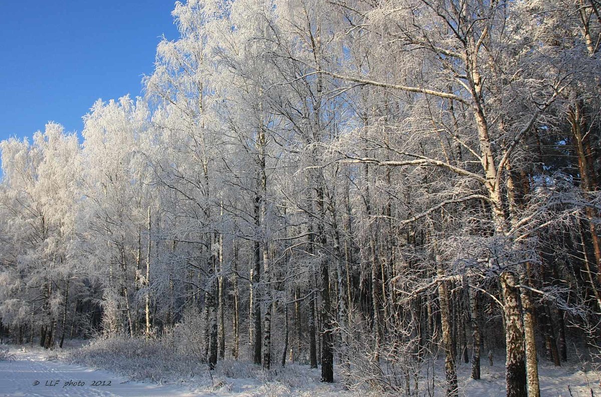 Зима - Liudmila LLF
