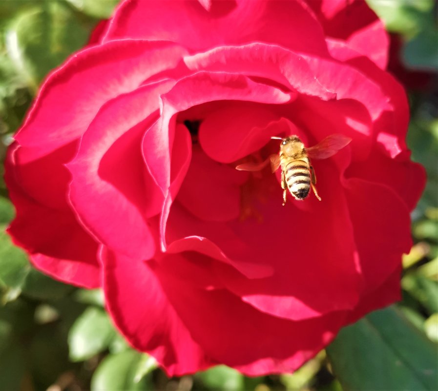 пчела и роза в январе - Александр Деревяшкин