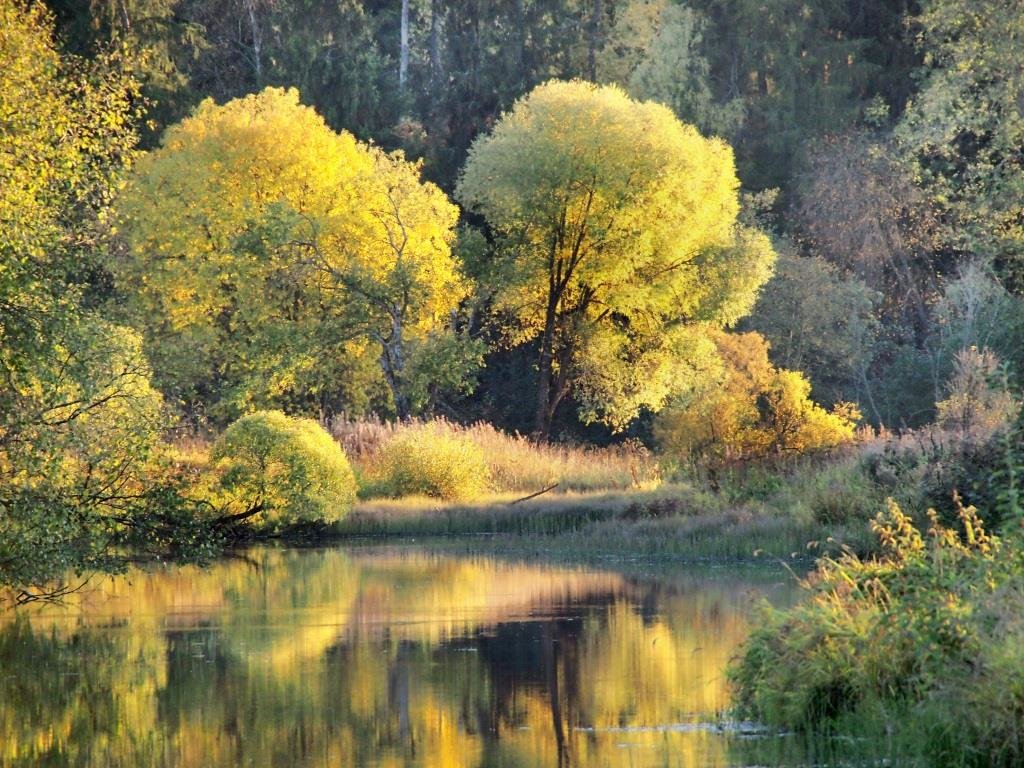Осенний свет - Лара Симонова 