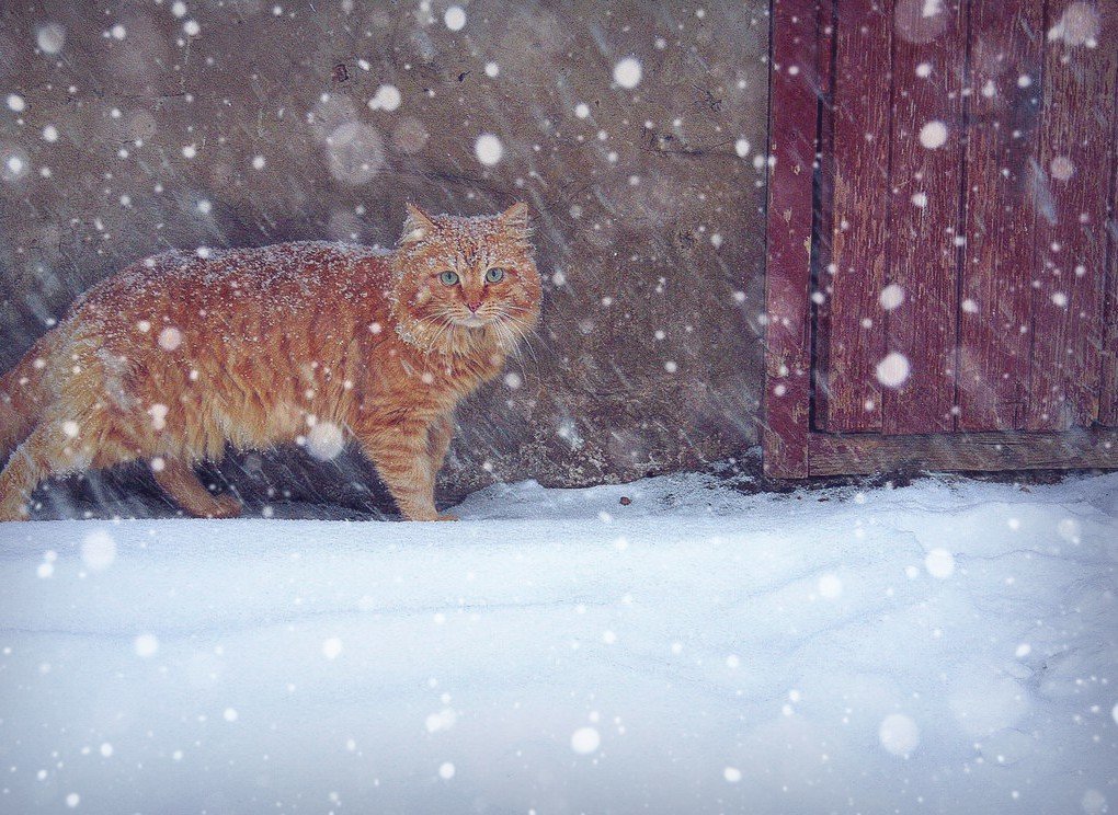 Рыжий котик . - Любовь 