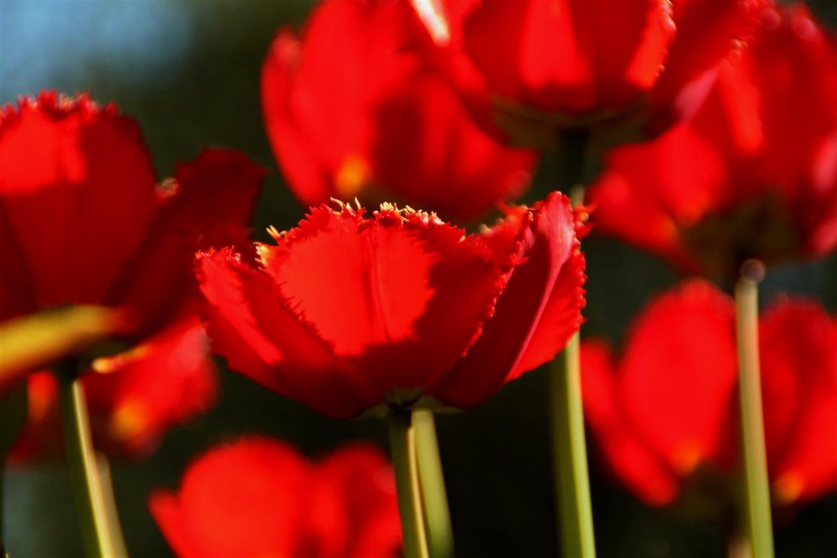 Красные тюльпаны — стрелы Любви. - Татьян@ Ивановна