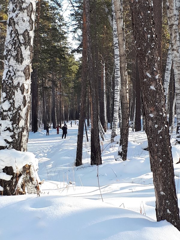 Зимний лес - Наталья Тимофеева