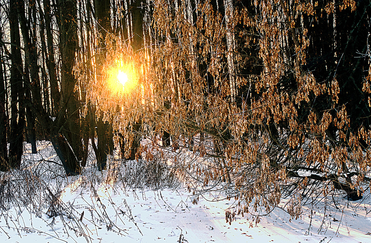Морозный январский вечер в лесу - Константин Тимченко