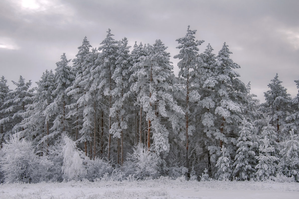 Зима- это кусочек волшебства... - Наталья Димова