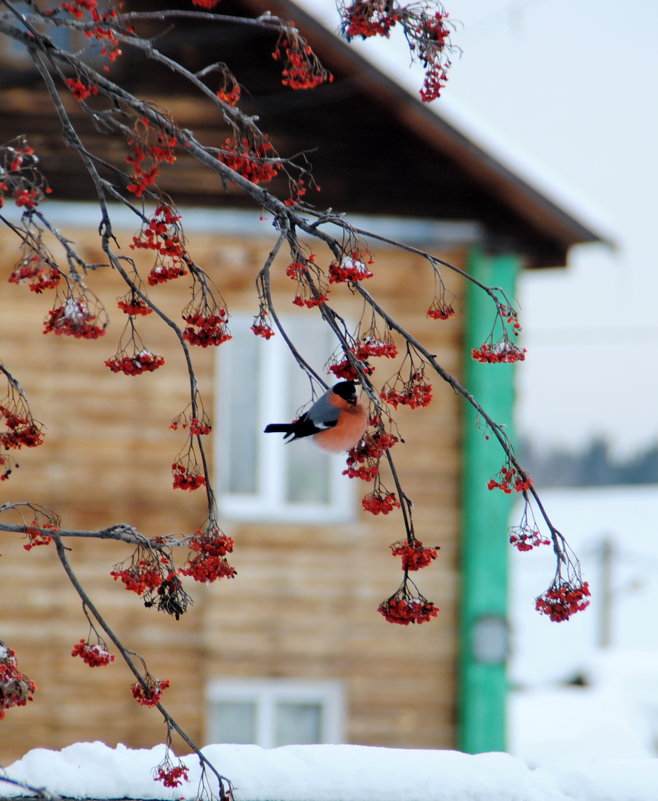 Снегирь на рябинке - lyudmila Курлова