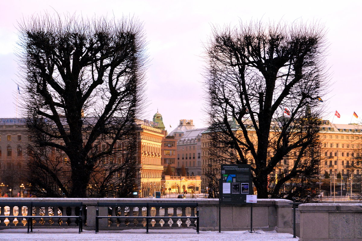 Деревья в городе Шведского короля - Алексей Яковлев