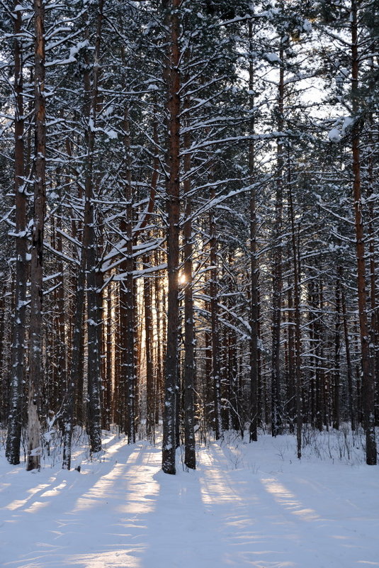 В лесу - Николай 
