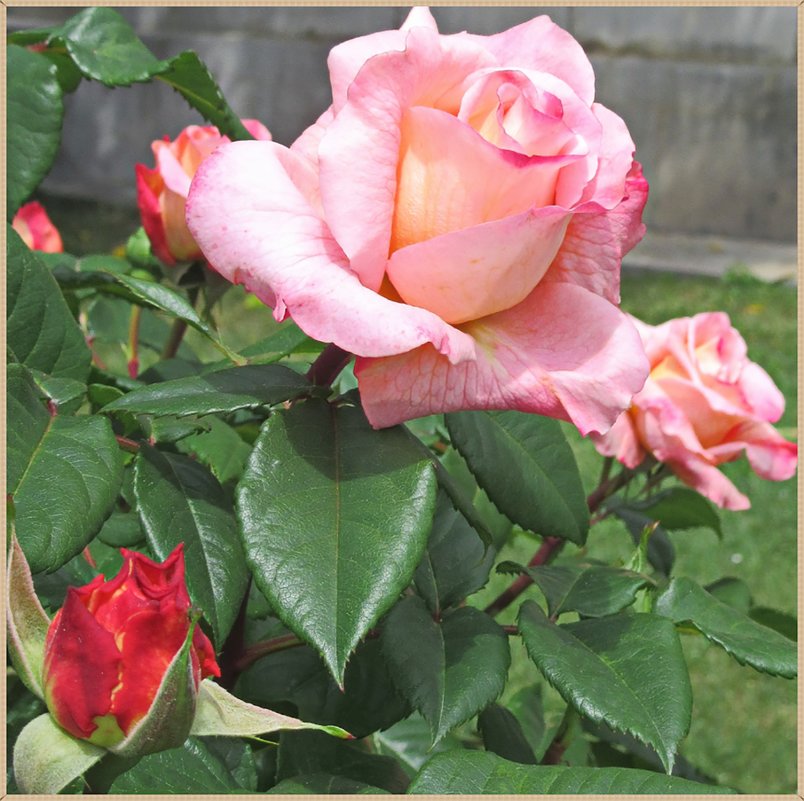 Прелестные розы - Tamara *