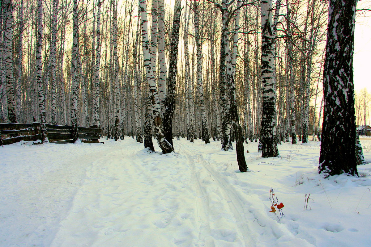 Зимний лес - Нэля Лысенко