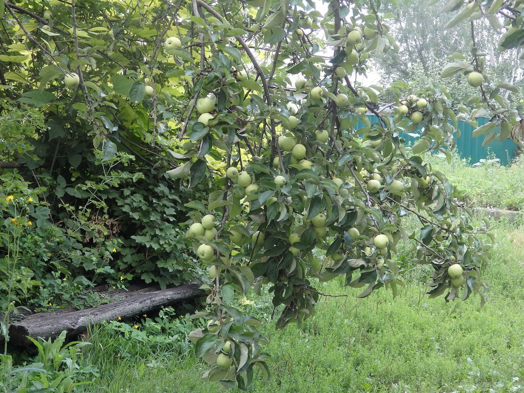 Соседские яблоки, улица - ZNatasha -