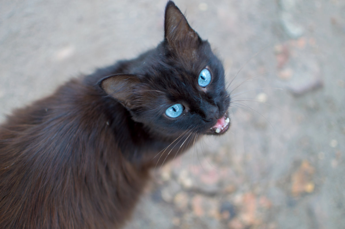 Кошка с голубыми глазами ... - Светлана Мельник