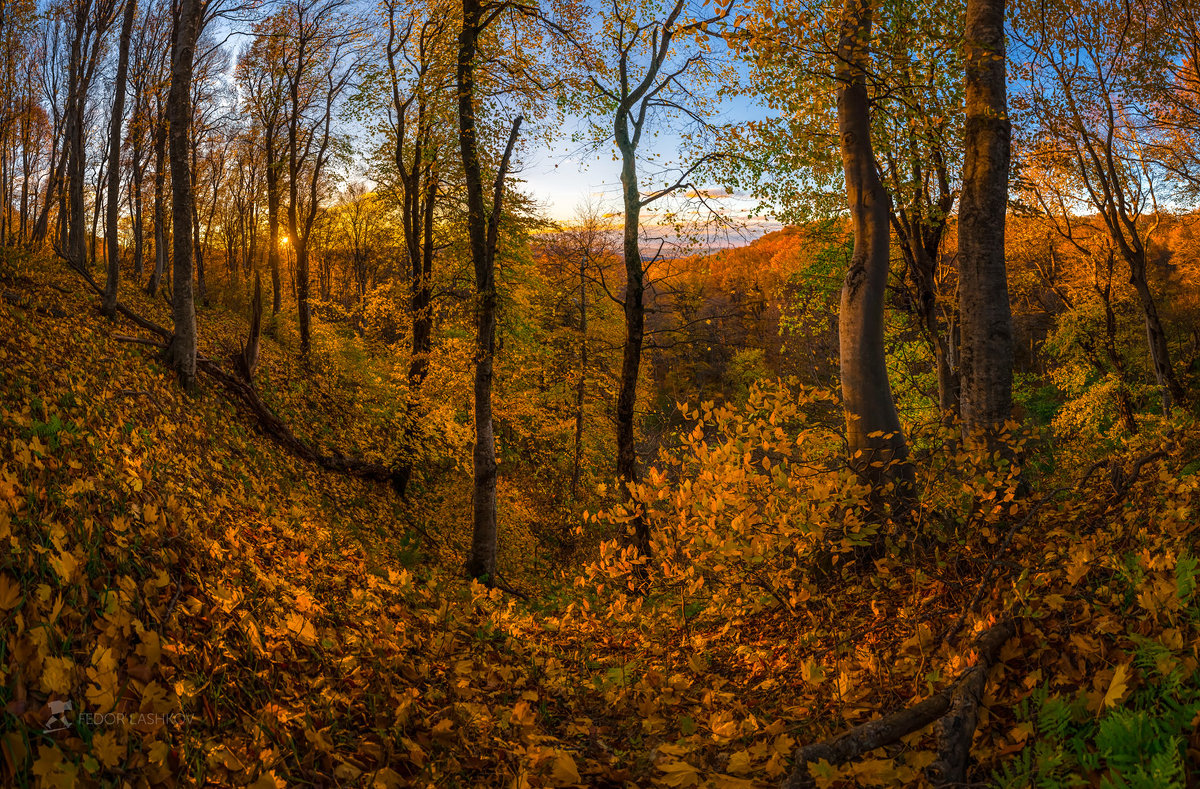 Буковый лес осенью, на закате - Фёдор. Лашков