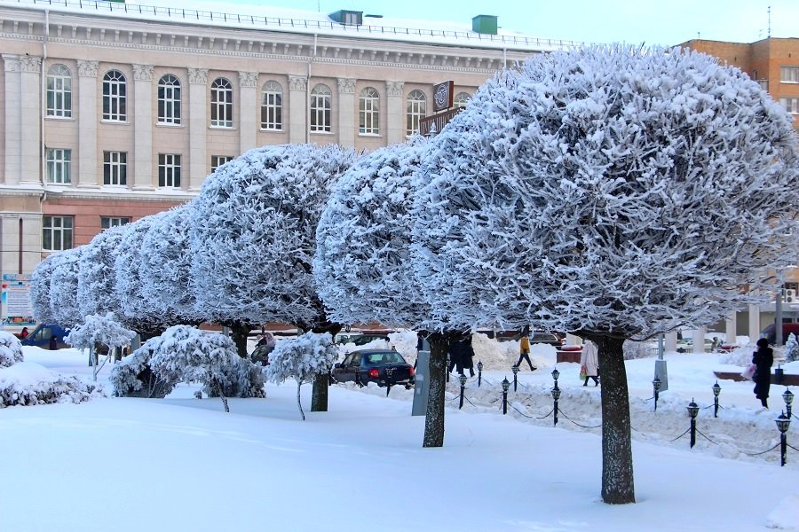 Клён шаровидный сорт Глобозум и зима в городе - Надежд@ Шавенкова