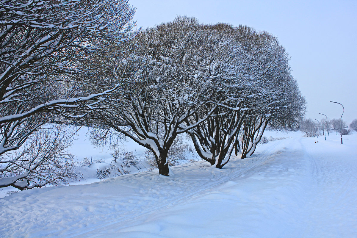 Снежный январь на Муринском ручье - Евгений 