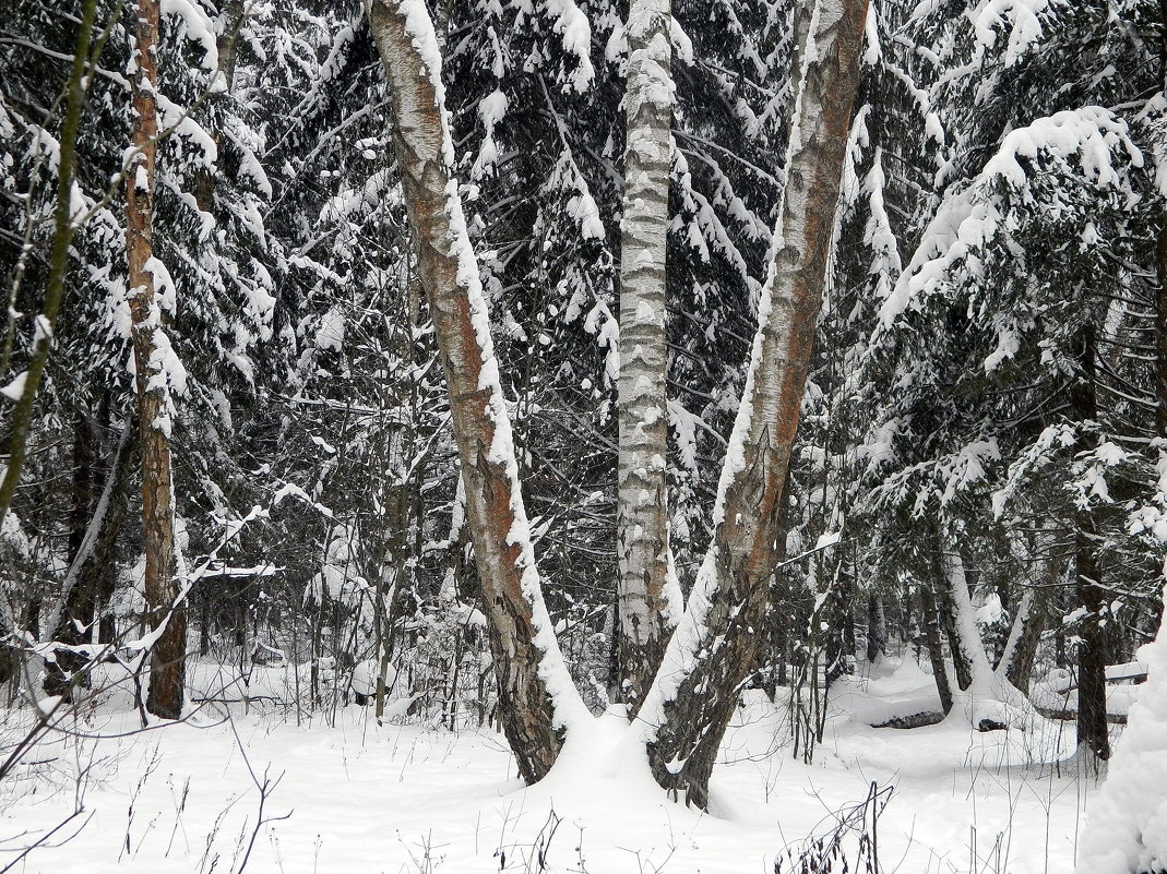 Зимний лес - Алла Захарова
