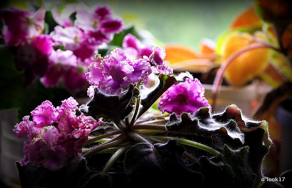 цветы на подоконнике - Олег Лукьянов