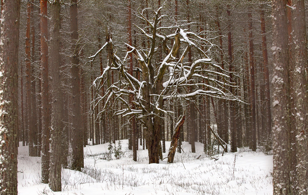 Зимний лес - Наталья Катюжанская