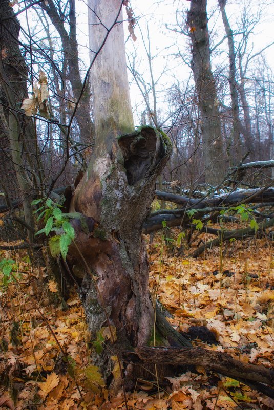 В осеннем лесу - Руслан 