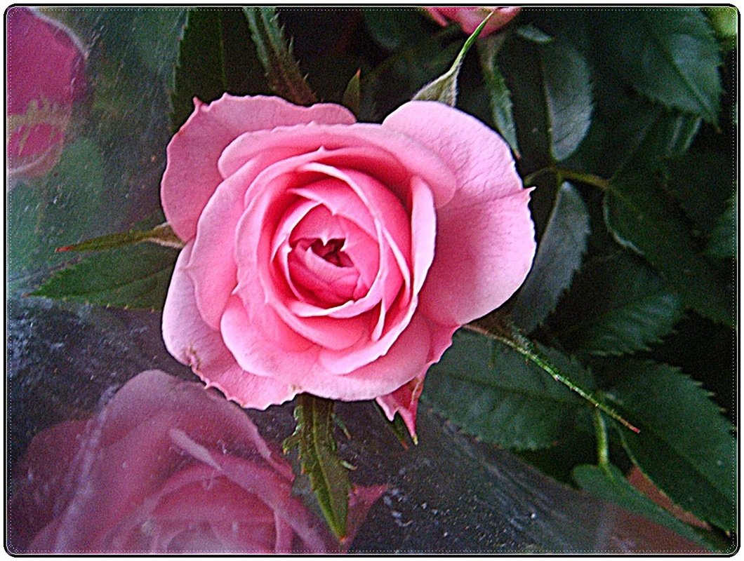 Розовая роза - Нина Корешкова