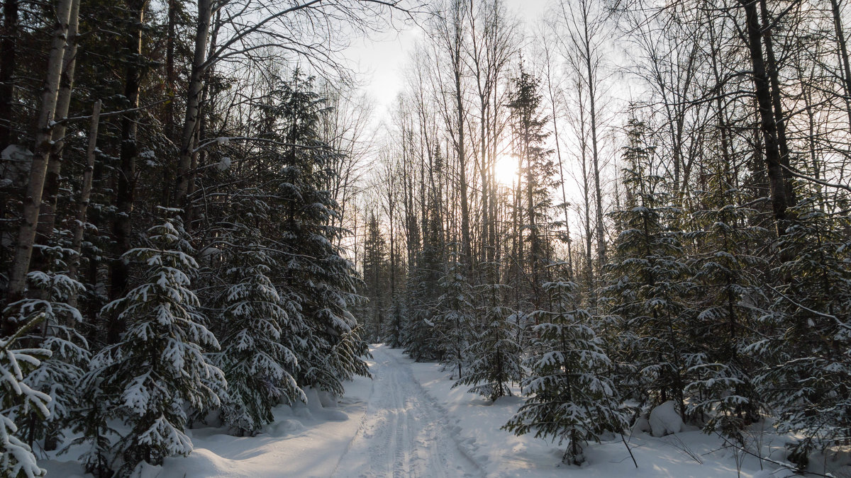 лес зимой - sayany0567@bk.ru 