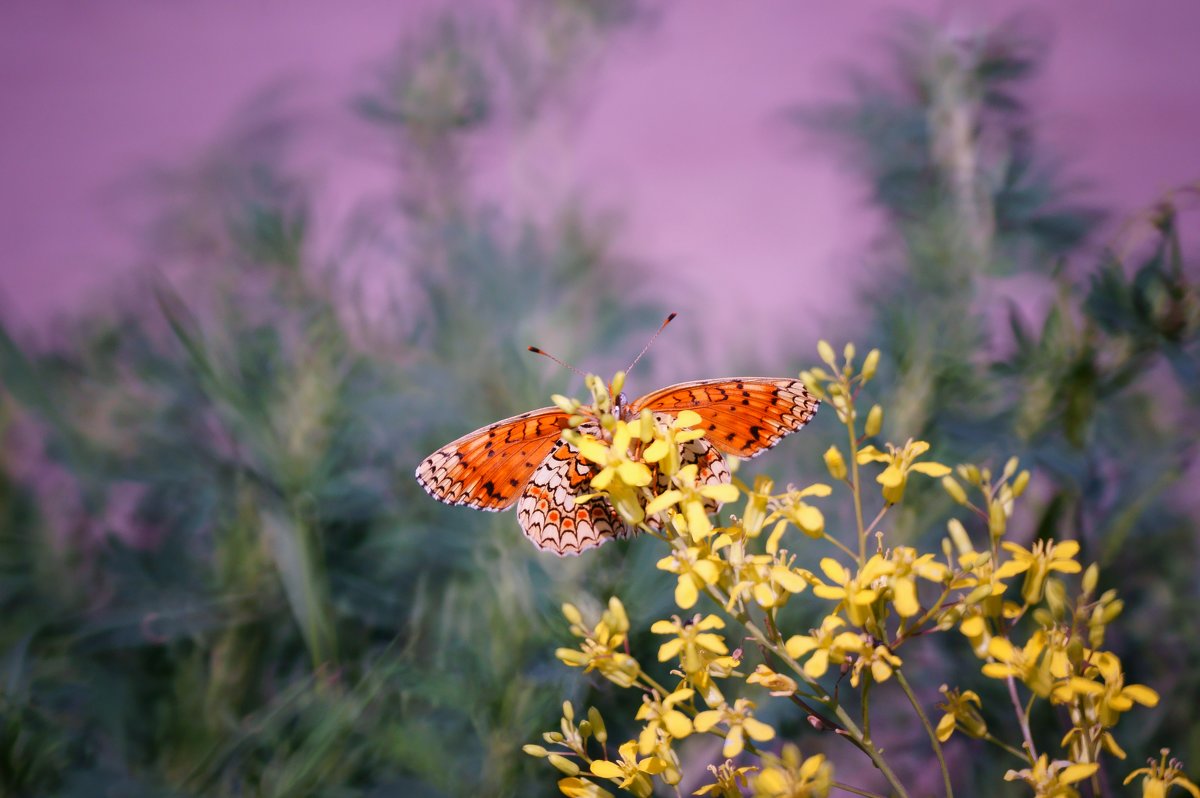 Бабочка и цветы - Стас 