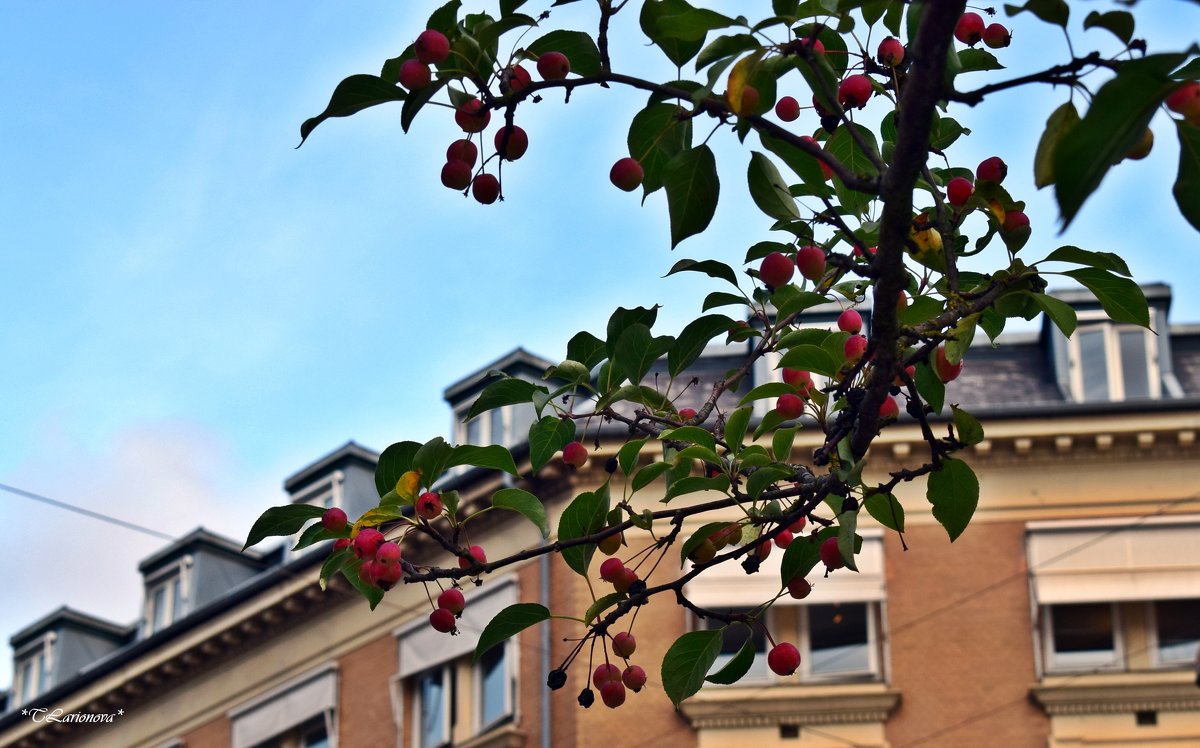 Райские яблочки на Королевской площади Копенгагена - Татьяна Ларионова