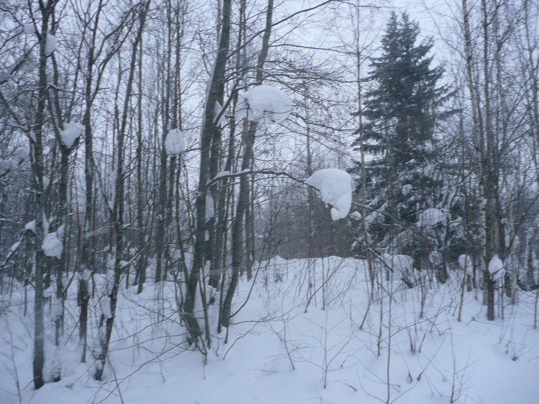 В заснеженном лесу - Виктор 