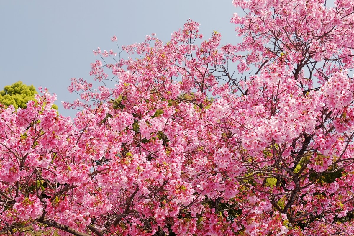 Токио, цветущая сакура Парка Уэно - wea *