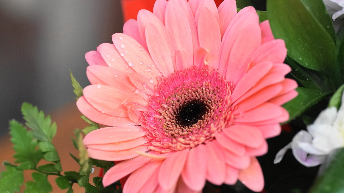 flower with pink  petals - miss victorowna викторовна