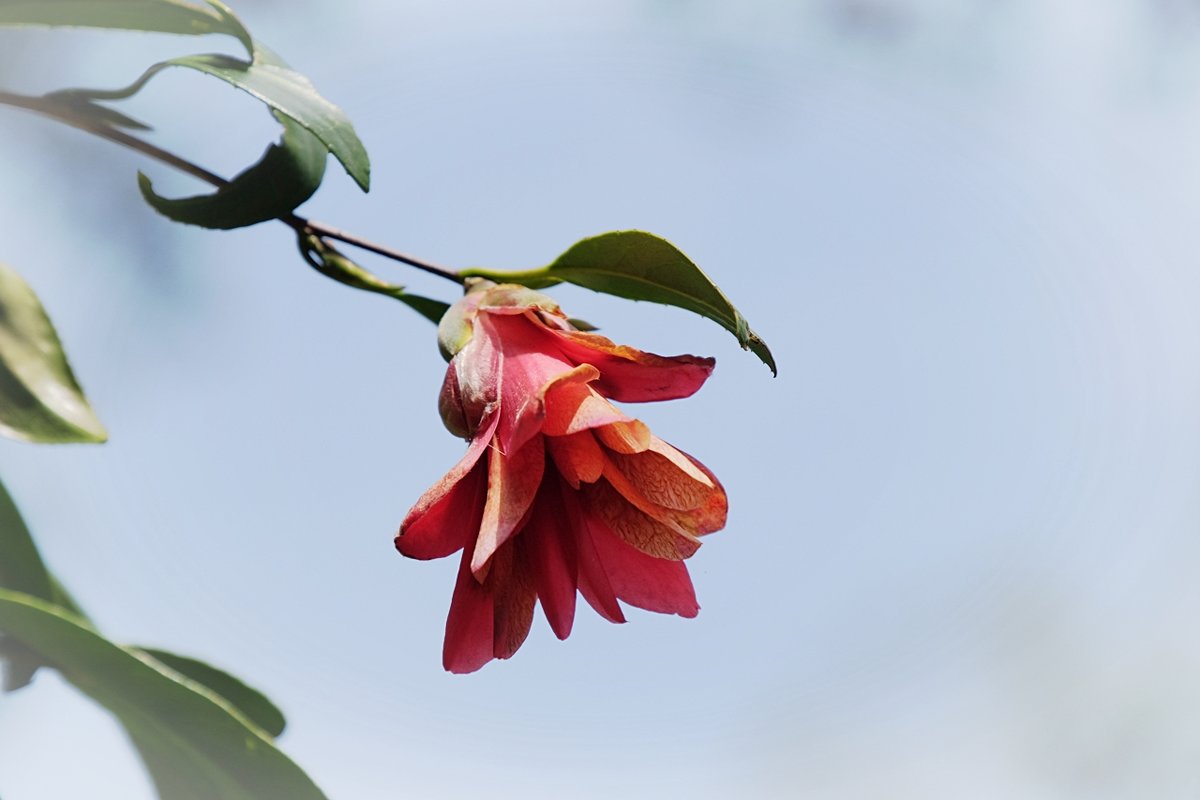 Нагоя Ботанический сад Higashiyama. Camellia japonica "Kujaku-Tsubaki" - wea *