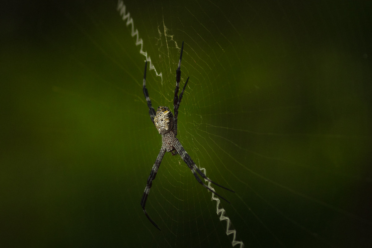 Giant Spider - алексей афанасьев