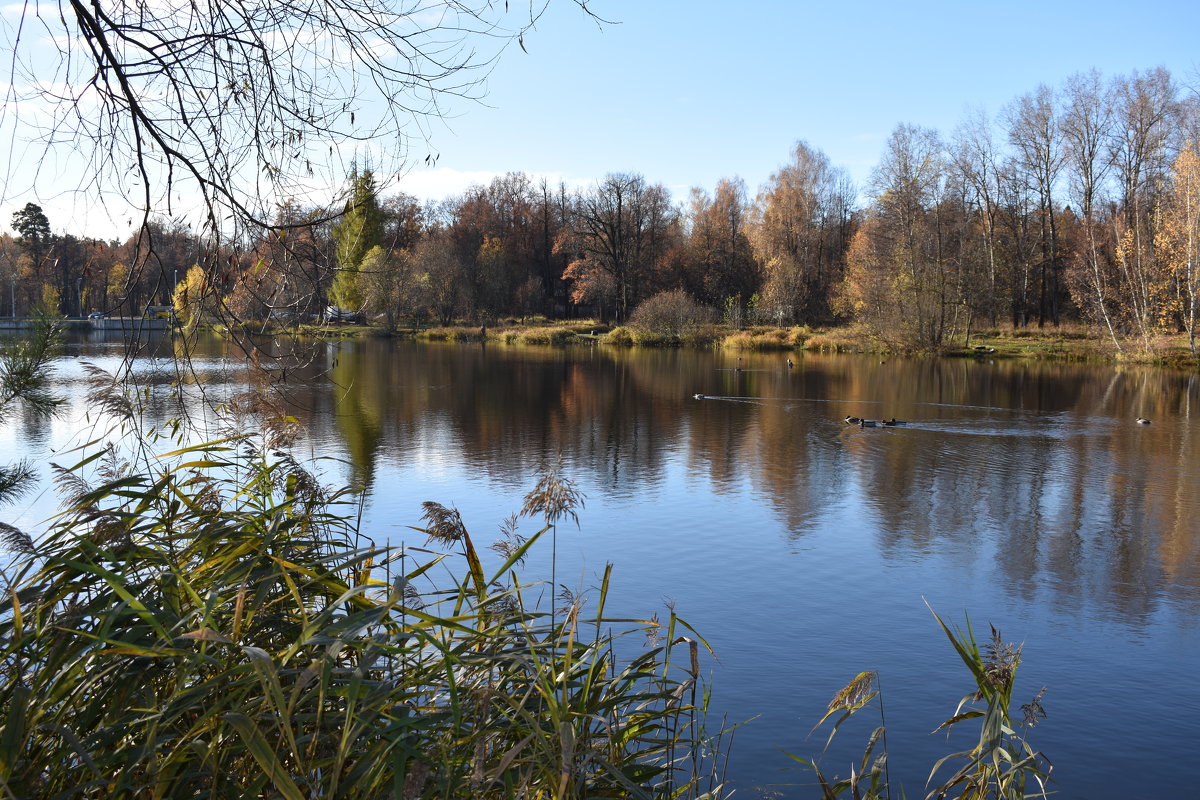 Осень в Николо-Урюпино на речке Липка, Московская область. - Марина Григорьева