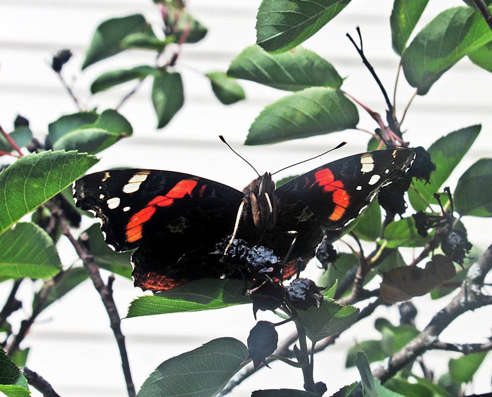 Бабочка на ирге - Лариса 