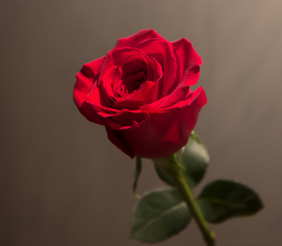 Красная роза... - Андрей Дурапов