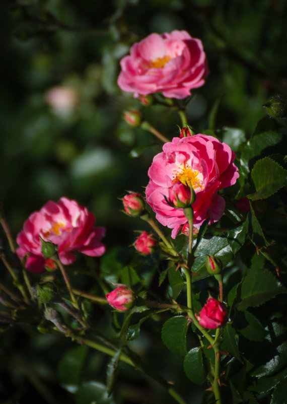 «  Источают розы, в дивном цвете, Аромат божественный в саду,…» - Андрей Нибылица