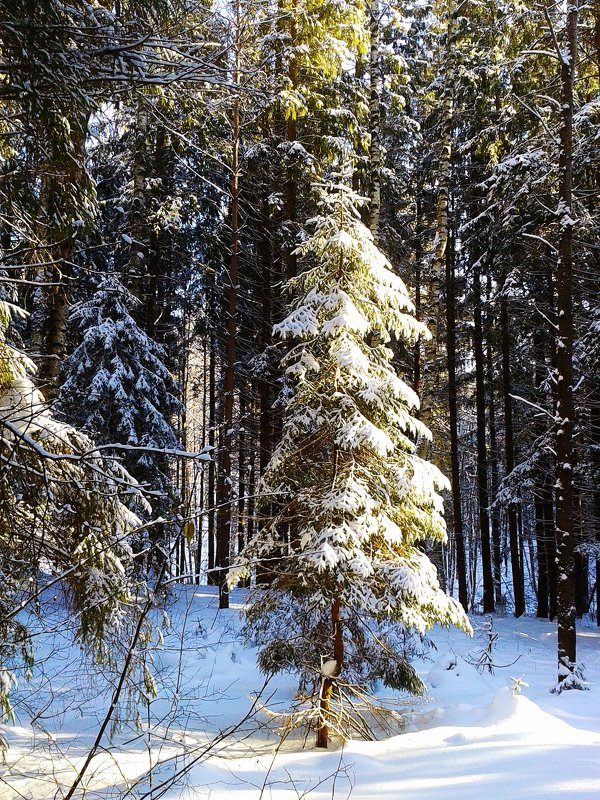 снежная елка - Владимир 
