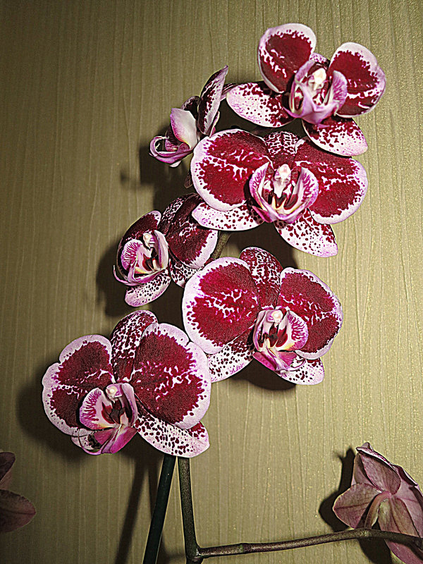 Божественный  цвет орхидеи! - Валентина Жукова