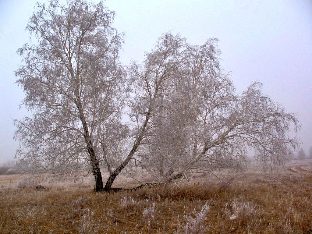 Серебряные берёзы - Владимир 