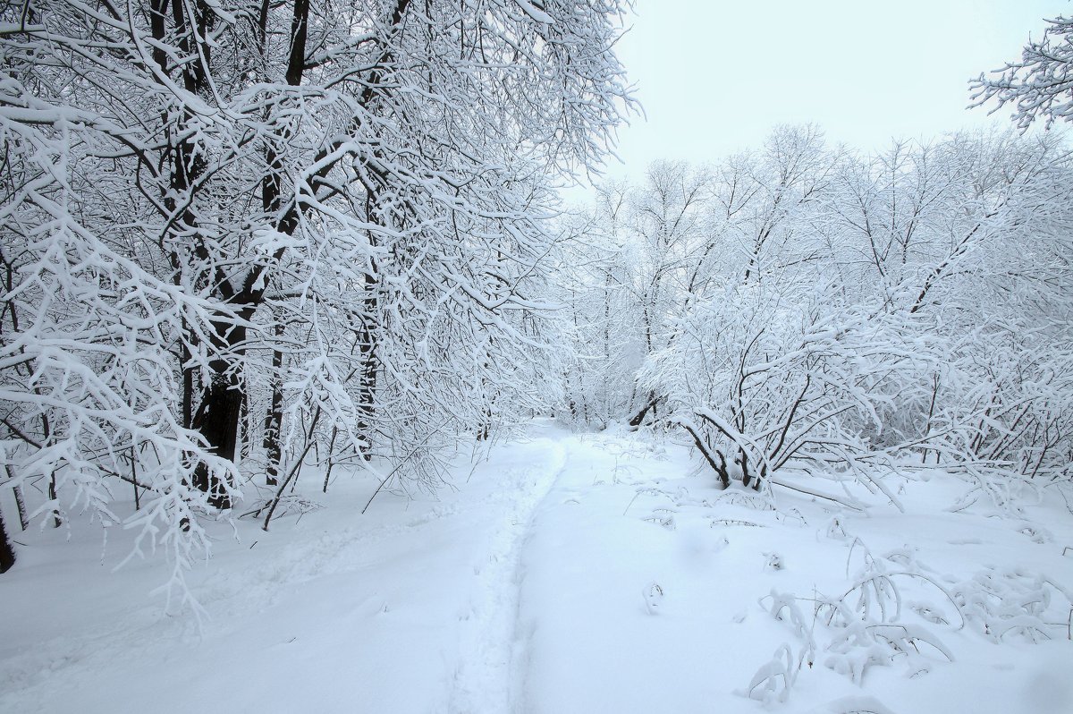 Красота зимнего леса - Наталья Лакомова