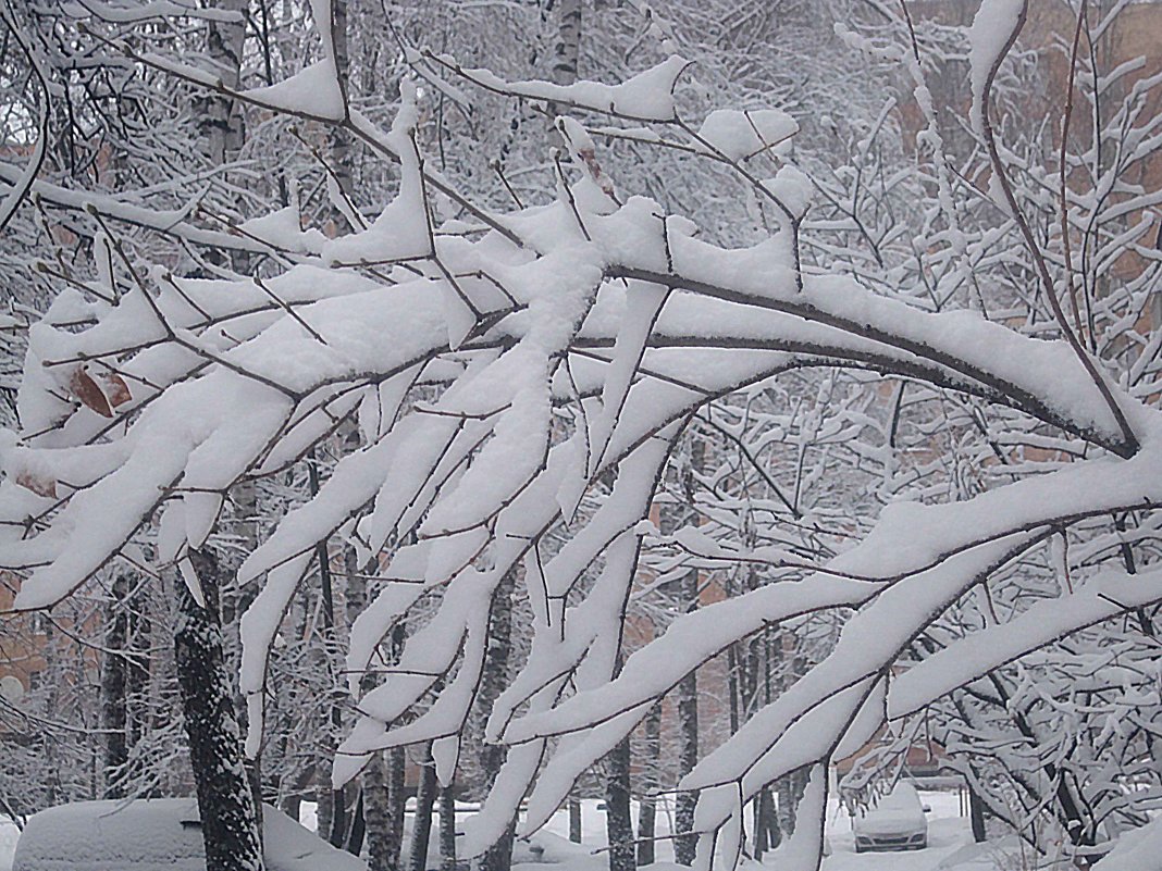 Снежные узоры рисует февраль - Елена Семигина