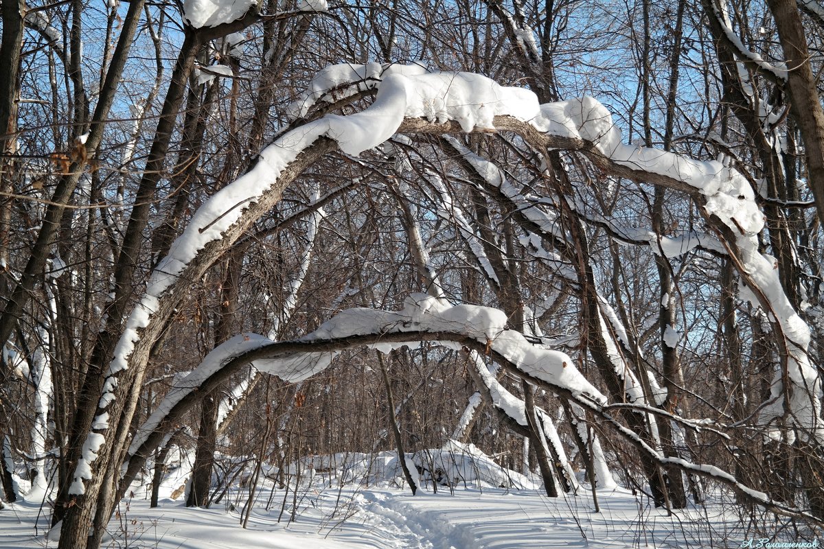 Нас чудища лесные снежные на каждой ветке поджидают..:-) - Андрей Заломленков