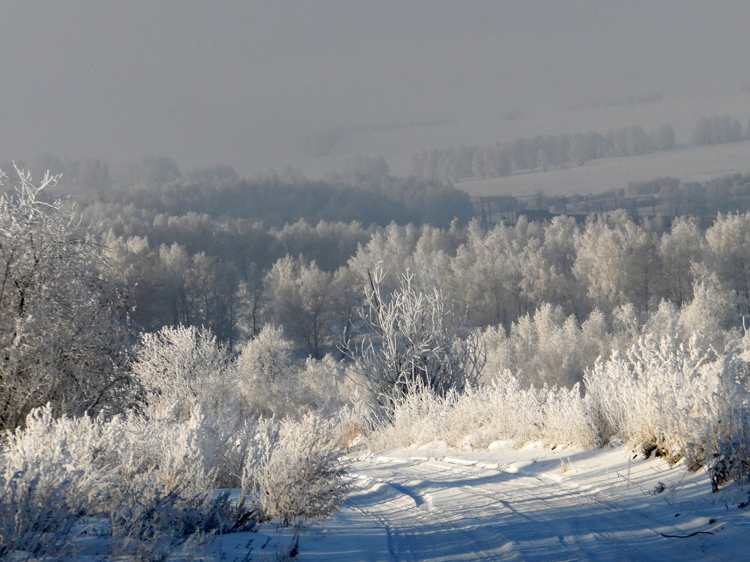 Дорога в замороженный лес. - nadyasilyuk Вознюк