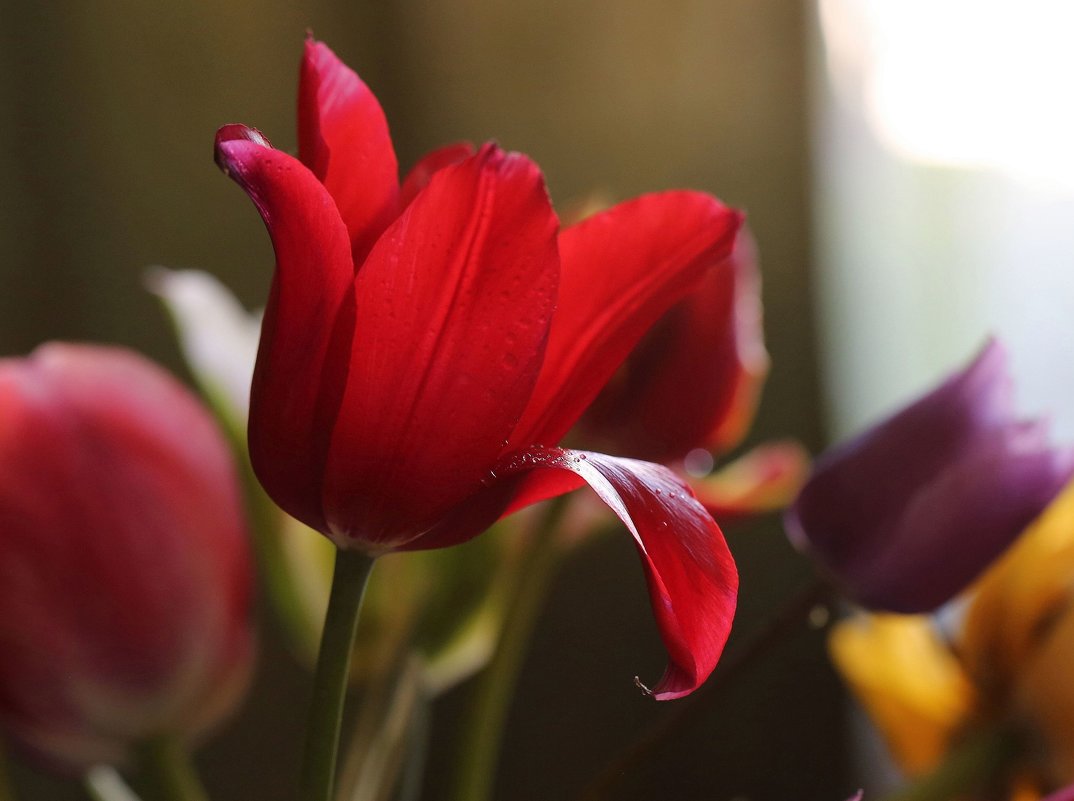 На языке цветов, тюльпан, означает объяснение в любви - ZNatasha -